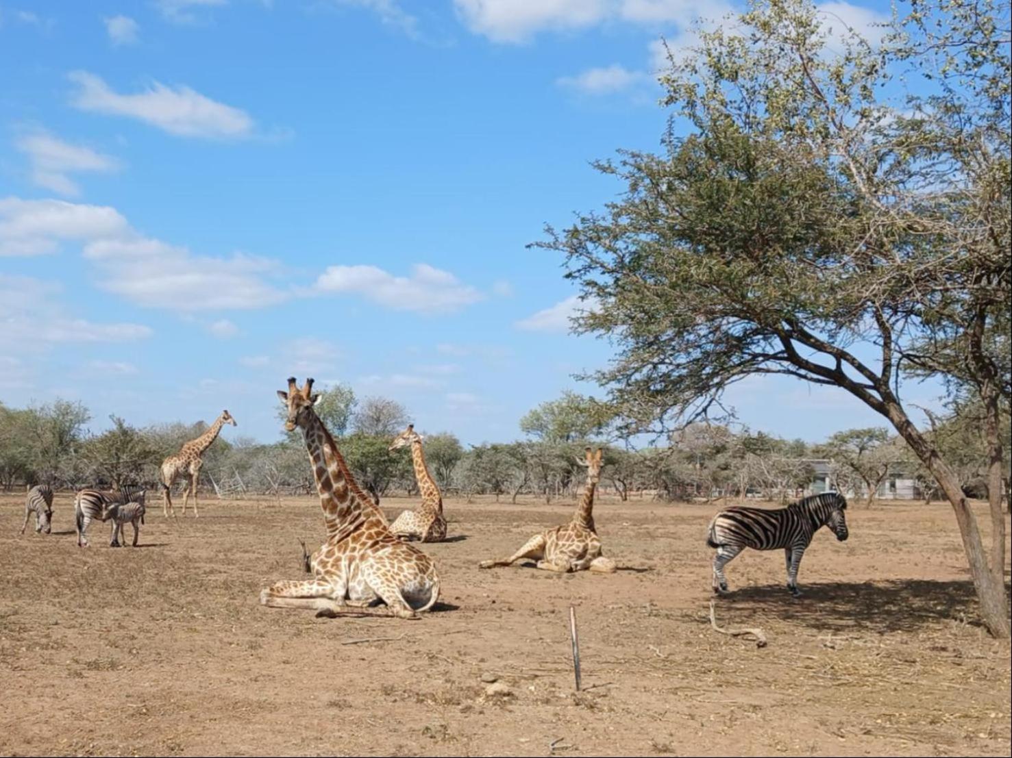 Marloth Kruger View Διαμέρισμα Marloth Park Εξωτερικό φωτογραφία